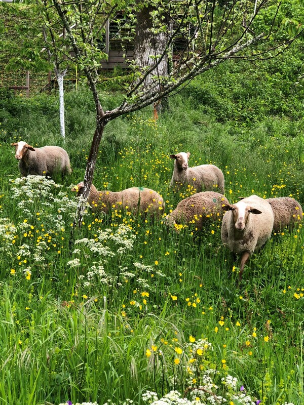 Les moutons d'Espace Rivoire