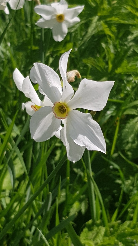 Narcisse la fleur