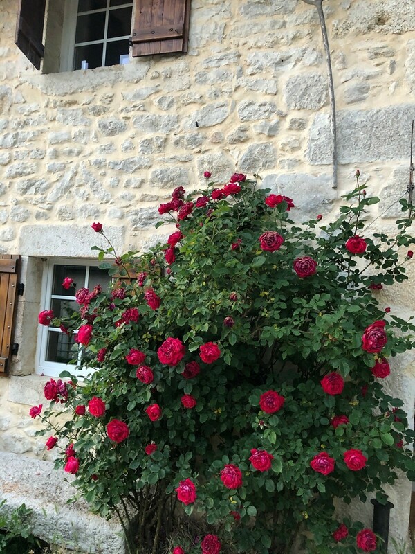 le rosier de la ferme